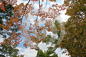 Japan  maple leaves  are beginning to change colour as orange-red