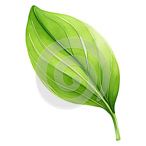 Japan matcha single green leaf on a transparent background, single leave PNG Collection,