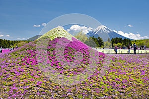 Japan-May11,2017: Tourists enjoy shibazakura garden sightseeing with fuji mountain background