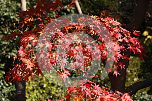 Japan momiji autumn leaves