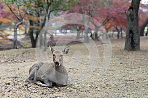 Japan. Nature Park in Nara. Deer live freely in a Japanese Park. A herd of deer on the background of visitors to the Nara. Japan