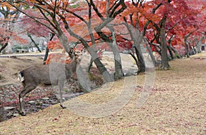 Japan. Nature Park in Nara. Deer live freely in a Japanese Park. A herd of deer on the background of visitors to the Nara. Japan