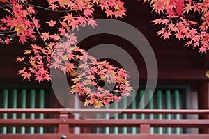 Japan Nikko Rinnoji Temple Maple tree in Fall colors close-up