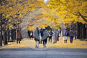 Crowded of Tourists in Yellow Gingko Tree Tunnel in Autumn, Showa Kinen Memorial Park, Tokyo, Japan