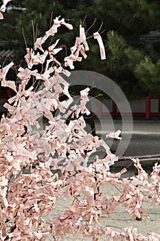 Japan omikuji fortunes