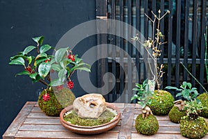 Japan organic flowerpot. Bonsai tree on a white background