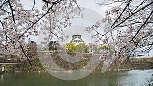 Japan Osaka castle with cherry blossom. Japanese spring view.