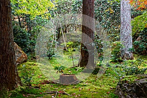 Japan park with boulders and moss. Panorama of rockery rock garden. gardening background panoramic view. gardener backyard design