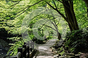 Japan Path Park Tree Shade