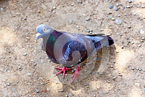 Japan Pigeon