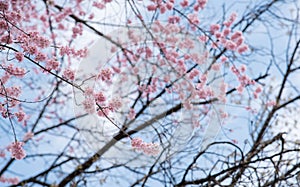 Japan pink cherry blossoms