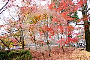 Japan red maple leaves in japanese garden, Eikando Temple Kyoto, Japan autumn season