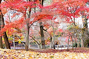 Japan red maple leaves in japanese garden, Eikando Temple Kyoto, Japan autumn season