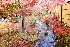 Japan red maple leaves in japanese garden, Eikando Temple Kyoto