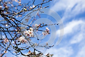 Japan's Cherry Blossom (Sakura) with blue sky clouds background