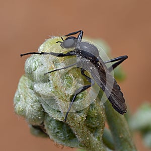 A Japan's MAO mosquitoes