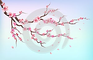 Japan sakura branches with cherry blossom flowers and falling petals isolated on white background vector illustration