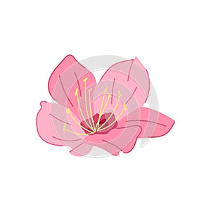 japan sakura cherry blossom cartoon vector illustration