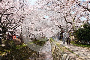 Japan sakura
