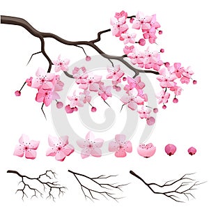 Japan sakura cherry branch with blooming flowers