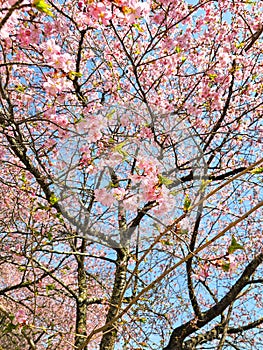 Japan Sakura on cool spring