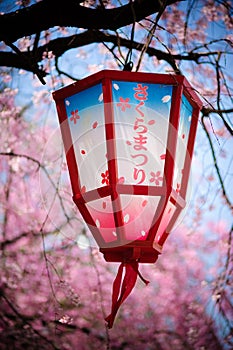 Japan Sakura Festival Lantern