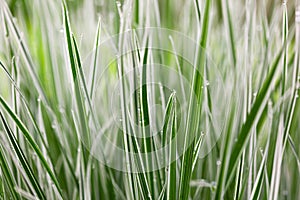 Japan sedge