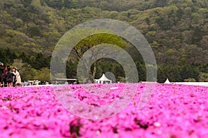 Japan Shibazakura Festival