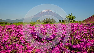 Japan Shibazakura Festival with the field of pink moss of Sakura or cherry blossom with Mountain Fuji in background