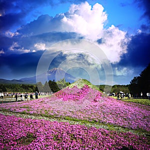 Japan Shibazakura Festival with the field of pink moss of Sakura or cherry blossom with Mountain Fuji in background