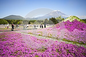 Japan Shibazakura Festival with the field of pink moss of Sakura or cherry blossom with Mountain Fuji in background