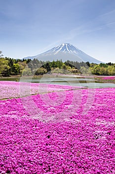 Japan Shibazakura Festival with the field of pink moss of Sakura or cherry blossom with Mountain Fuji Yamanashi