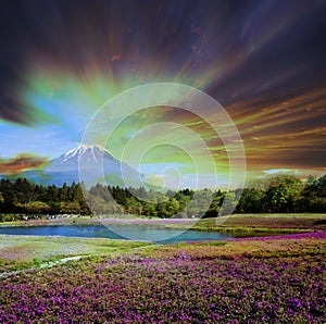 Japan Shibazakura Festival with the field of pink moss of Sakura or cherry blossom with Mountain Fuji Yamanashi Japan