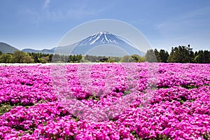 Japan Shibazakura Festival with the field of pink moss of Sakura or cherry blossom with Mountain Fuji Yamanashi, Japan
