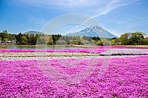 Japan Shibazakura Festival with the field of pink moss of Sakura or cherry blossom with Mountain Fuji Yamanashi, Japan