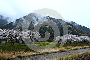 Japan sightseeing trip. Cherry blossoms in full bloom on a rainy day.