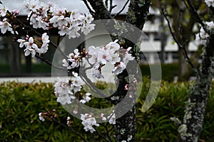 Japan sightseeing trip. Cherry blossoms in full bloom on a rainy day.