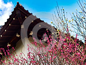 Japan spring blossoms in pink and white with traditional Japanese house in background.