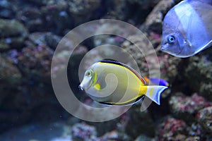 Japan surgeonfish photo