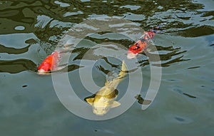 Japan Tokyo Autumn Carp 2020