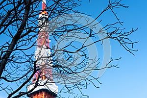 Japan, Tokyo Hot Spot, Tokyo Tower with foreground of branches of the fall leaves tree, blue sky background