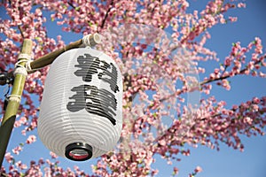 Japan traditional lantern with sakura flower blossom springtime.the japanese word on the lantern is meaning food and restaurant