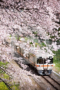 Japan train in sakura cherry blossom