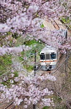 Japan train in sakura cherry blossom