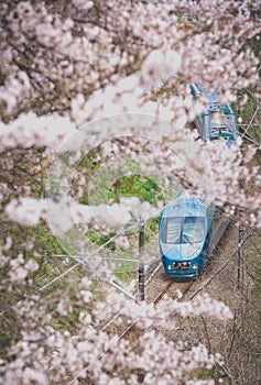 Japan train in sakura cherry blossom seasom