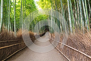 Japan travel destination landmark, Arashiyama Bamboo Forest in Kyoto