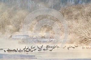 Japan winter nature. Wildlife scene, snowy nature. Bridge Cranes. Otowa winter Japan with snow. Birds in river with fog. Hokkaido