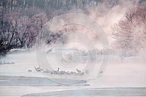 Japan winter nature. Wildlife scene, snowy nature. Bridge Cranes. Otowa winter Japan with snow. Birds in river with fog. Hokkaido