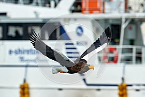 Japan winter wildlife. Sea bird on fligt fly in front of big boat ship . Steller\'s sea eagle, bird with