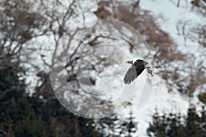 Japan winter wildlife. Sea bird fly catch fish. Steller\'s sea eagle, bird with white snow, Hokkaido, Japan.